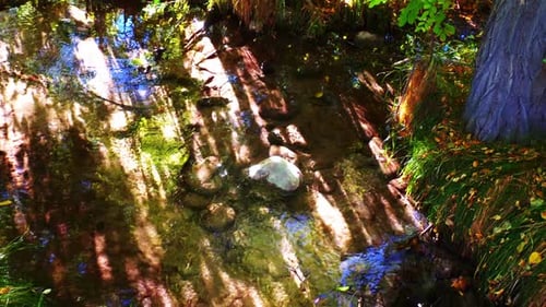 Woodland autumn stream with falling leaves