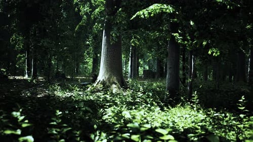 Misty Beech Forest on the Mountain Slope in a Nature Reserve