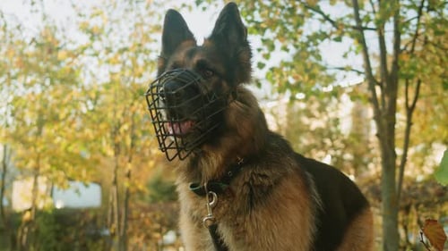 German Shepherd Dog in a Muzzle Portrait in the Autumn Park Closeup Purebred Dog Pets Walking in
