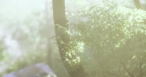 Morning Light Filters Through Lush Greenery in a Tranquil Forest Setting