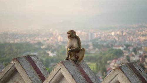 Monkey Portrait at a Temple in Kathmandu in Nepal, Monkey in Urban Wildlife Shot of Monkeys, Animals