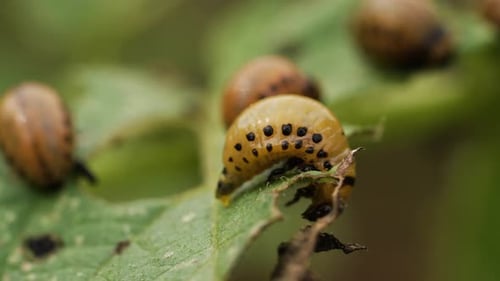 Des larves de doryphores de la pomme de terre consommant des feuilles de plants de pommes de terre dévastent les cultures en