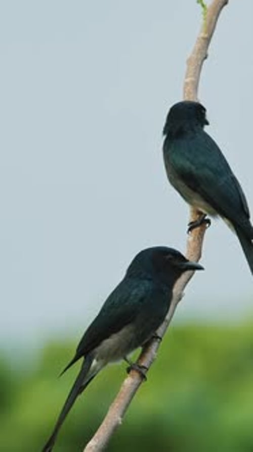 Deux sites de Drongocouckoo à queue fourchue