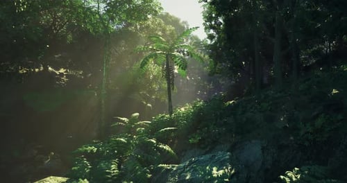 Lush Tropical Forest with Sunlight Filtering Through Trees and Greenery