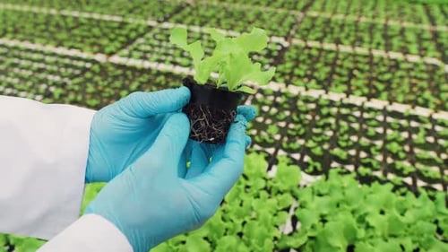 Closeup Scientist Examining Lettuce Seedlings in Pot in Modern Plant Nursery Greenhouse Garden
