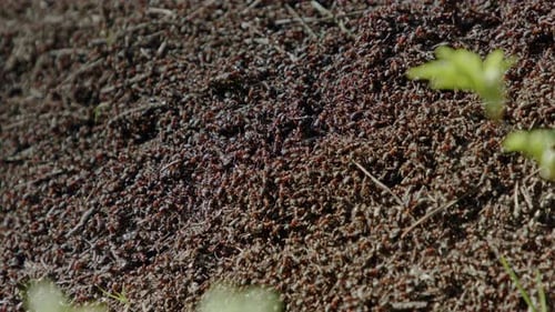 A macro slow-motion shot of a bustling ants nest with thousands of tiny ants swarming around.