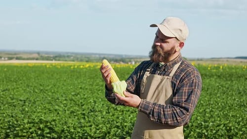 Farmer Standing on Field Holding Corn Cleaning
