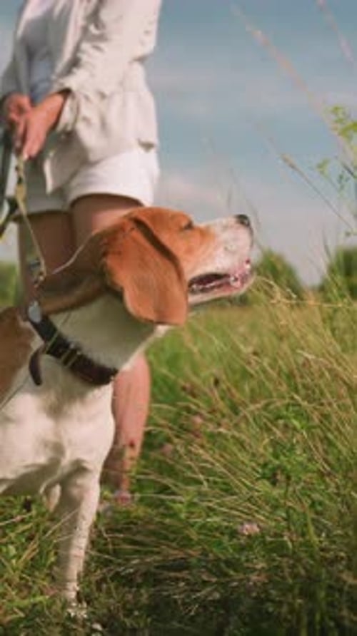 Dog Owner Standing with Dogs on Leash in Grassy Field Near Wildflowers
