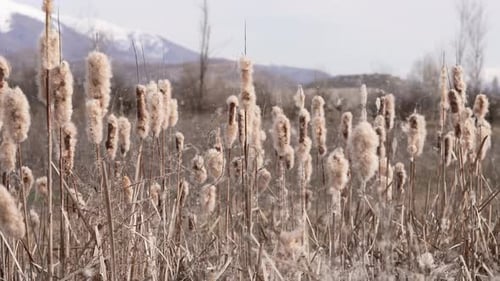 Cattails Blowing in the Wind in Winter
