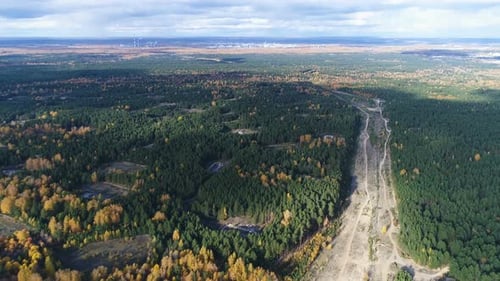 Aerial View Autumn Birch Wood Crossed By Road in Morning