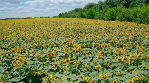 Field of blooming sunflowers. Summer landscape with big yellow field with sunflowers.