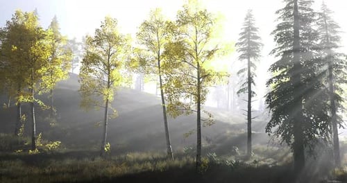 La lumière du soleil filtre à travers les arbres dans un cadre forestier serein en automne