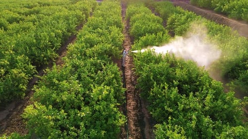 Crop Field Sprayed with Pesticide in Drone Aerial