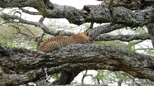 Leopardenfauna, Gattung Panthera, Wildtier, afrikanische Wildnis, Tansania, Safari
