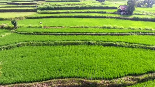 Aerial view flying over rice fields in Ubud, Bali, Indonesia, farming rice paddies, bright green gro