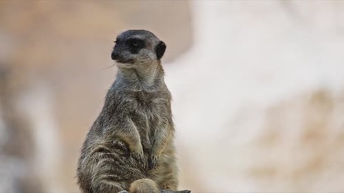 Meerkat Standing Guard and Observing Surroundings