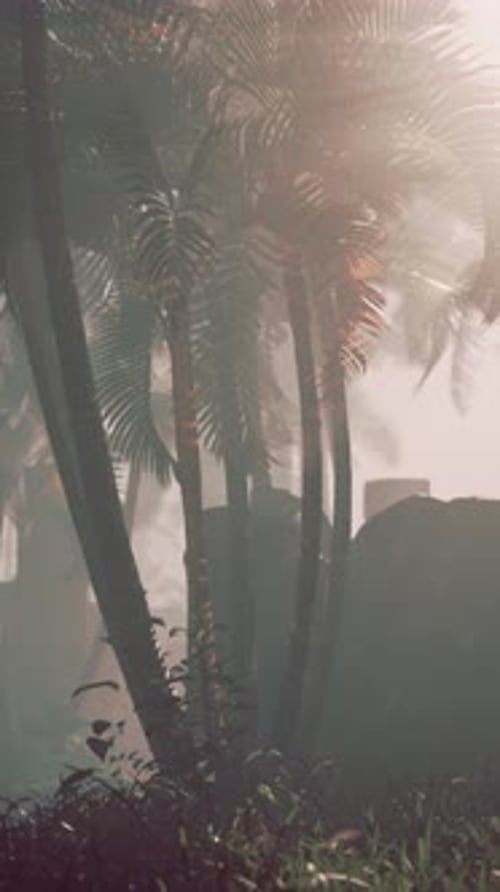 Trees and Rocks in Nature