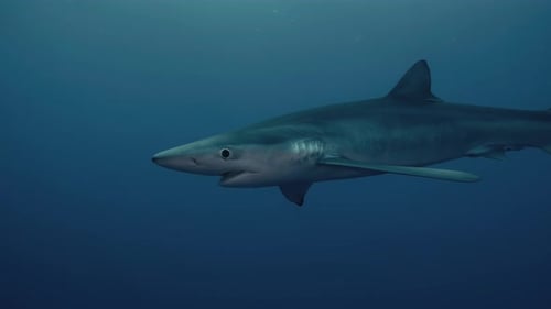 Magnificent Blue Shark Swimming Underwater in Ocean