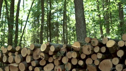 S'inclinant vers le haut, des souches d'arbres coupées et des éruptions solaires qui traversent la cime des arbres forestiers