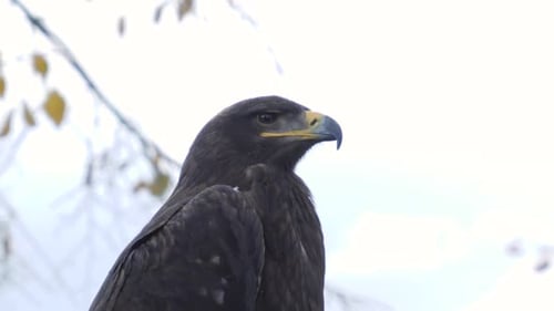 Eagle look around, close up slow motion.