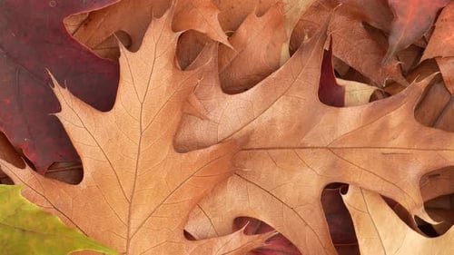 Vibrant Autumn Leaves Displaying Seasonal Fall Colors