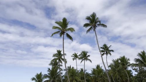 Tropical Palm Trees Swaying Gently Against Cloudy Sky