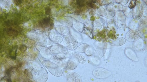Population à haute densité de paramécies en champ clair au microscope