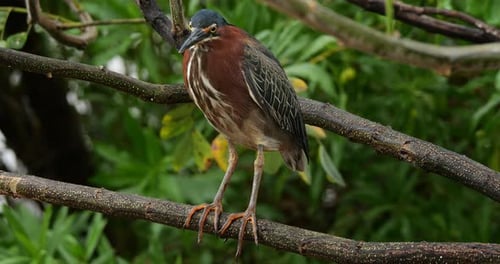 Green heron (Butorides virescens), Guadeloupe, french caribbean islands
