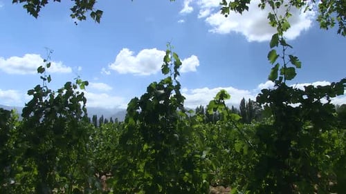 Vineyards on the wine farm in season