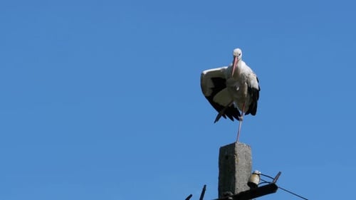 Storch sitzt auf einer Säule Hochspannungsleitungen auf blauem Himmelshintergrund