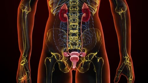 3D Animation of Female Urinary and Reproductive Systems