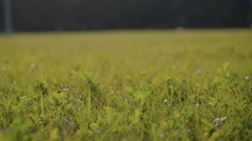 CloseUp of Green Grass Field with Sunlit Blades and Blurred Background