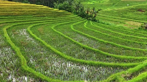 Vue par Drone sur les rizières vertes de Bali