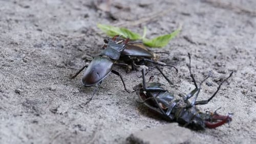 Stag Beetles Battling on Sandy Soil