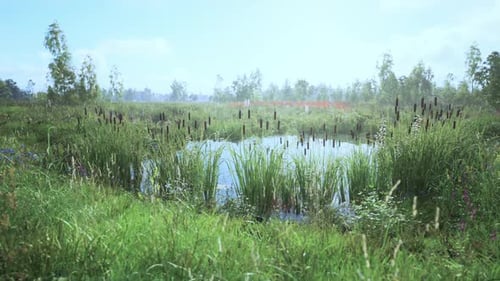 Lush Wetlands with Tall Grasses and Cattails Under a Bright Sky in Midday