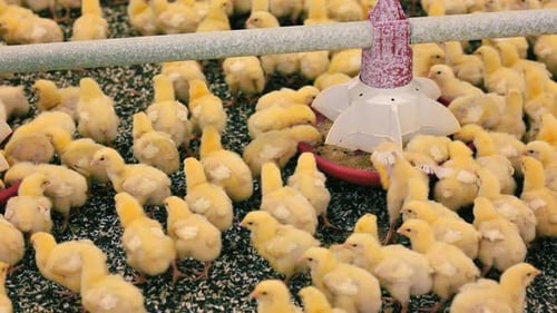 Cute little chickens near feeder.