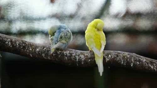 Par de loros pequeños de colores amarillos y azules