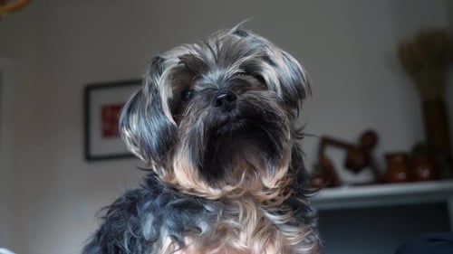 Long-haired Male Yorkshire Terrier Yorkie Dog Indoors Tilting Head While Looking at Camera