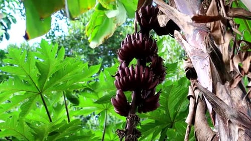 View from below of a bunch of red bananas growing in a palm tree in the jungle. No plastic fruit