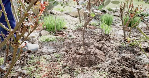 Growing Plant in the Backyard Garden Landscaping Planting Plants in the Ground