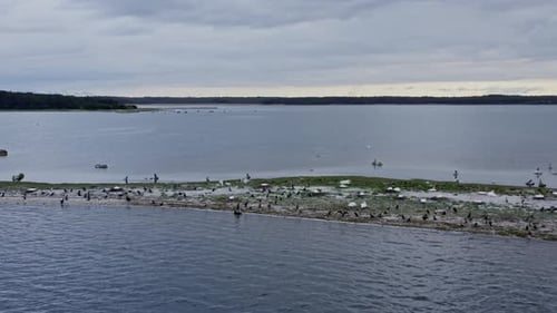 Different birds nesting on a small islet