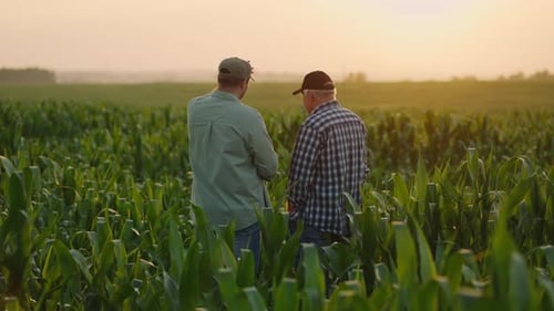 Two Farmworkers Standing In Green Cornfield In Summer And Discussing Development of Agribusiness