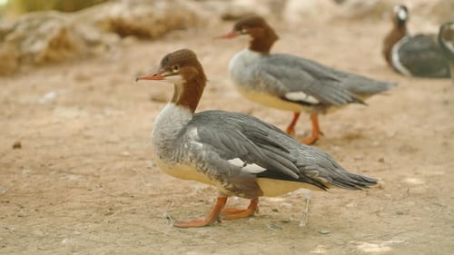 Gemeinsamer Merganser. Latin Mergus merganser. ist eine große Ente mit einem schmalen
, länglichen Schnabel.