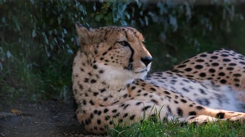 Gepard ruht auf afrikanischem Savannengras Uhd