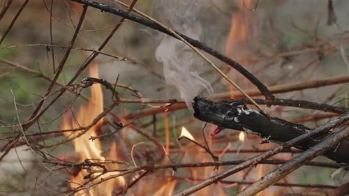 Burning Branches and Twigs in Small Bonfire