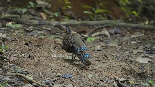 Faisan paon malais dans la forêt pendant la journée - gros plan