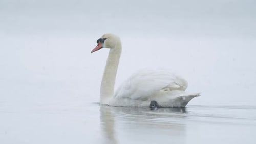Wild mute swan eating grass underwater closeup in overcast day