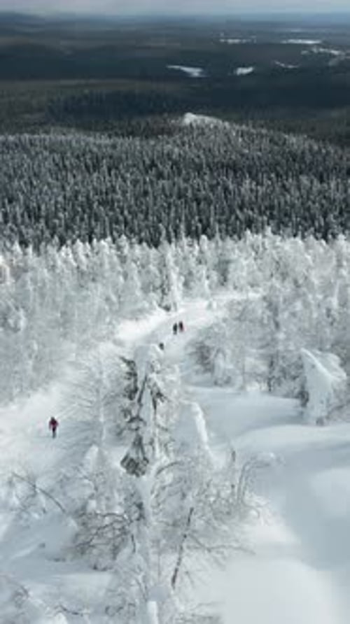 Luftaufnahme eines Menschen, der zwischen schneebedeckten Pinien in einem Winterwald spaziert, Clip-Konzept von