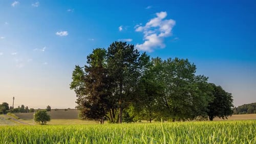 Trees Stand in a Wheat Field in the Countryside Against a Cloudy Sky