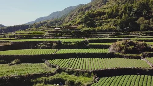 farmers fields farms terrace vegetable paddy mountainous valley right trucking aerial wide angle in